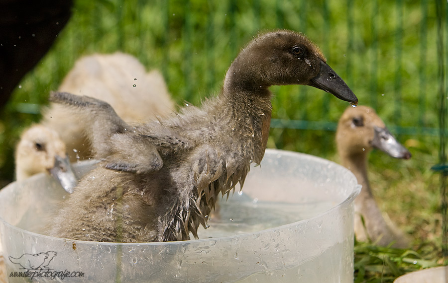 In meiner Badewanne