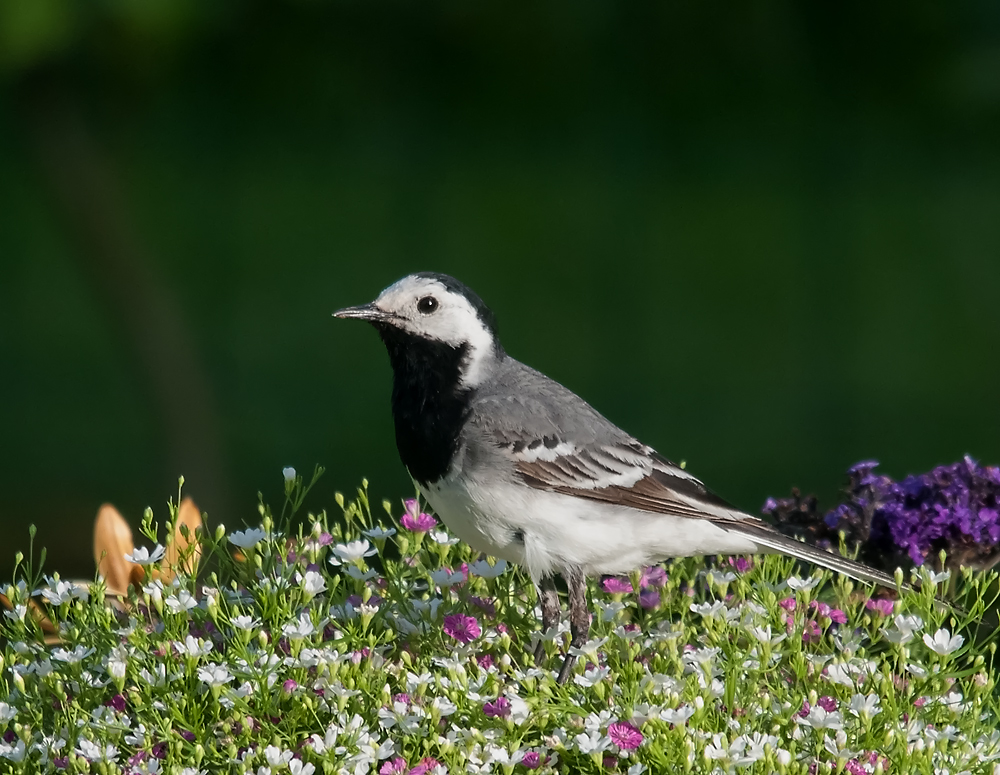 In meiner Blumenwiese