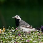 In meiner Blumenwiese