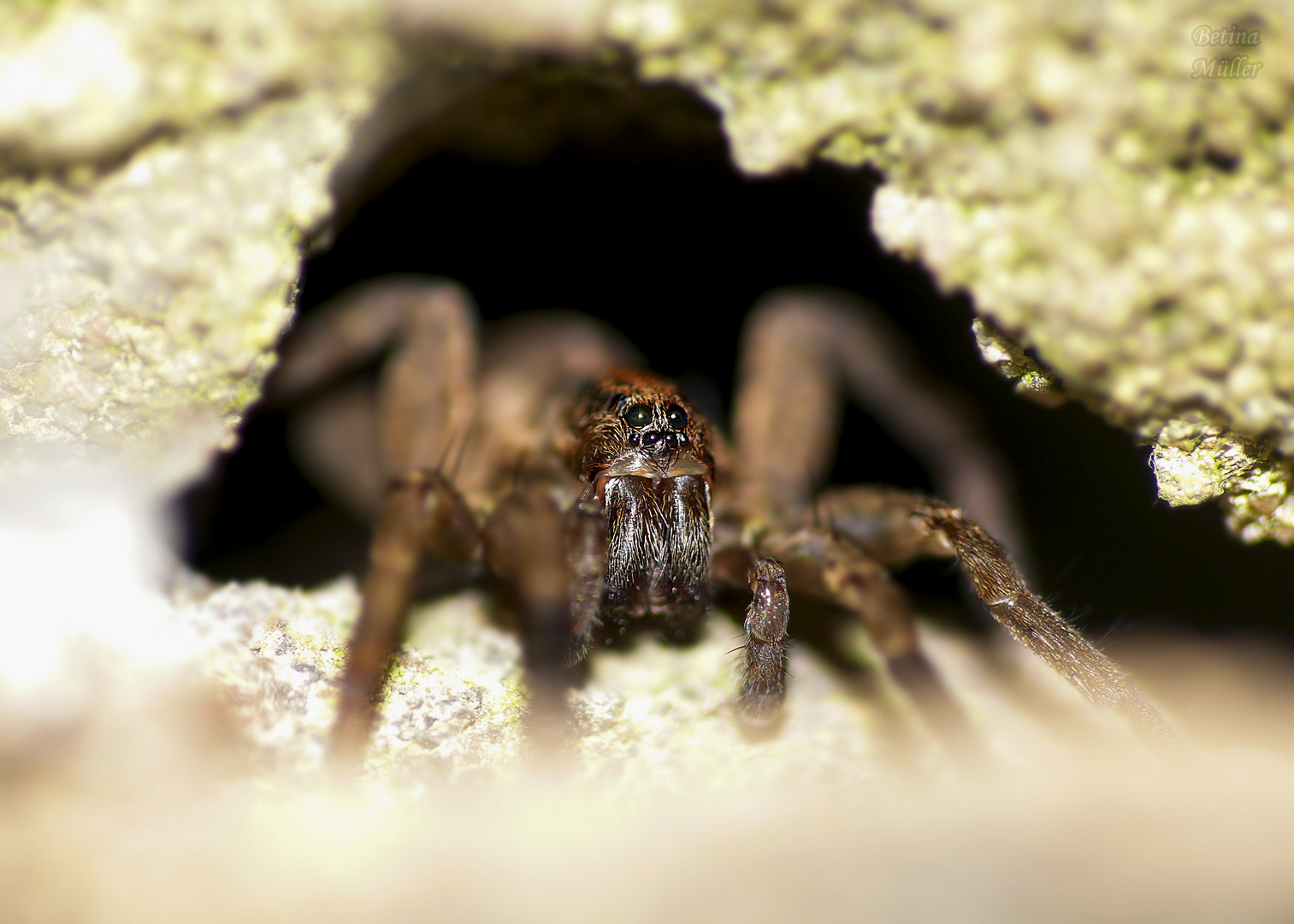 In meiner Höhle, da fühle ich mich sicher...