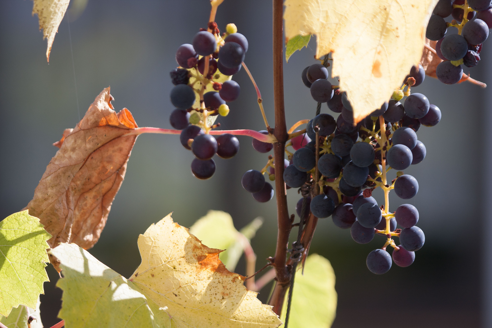 In meiner Schwesters Garten