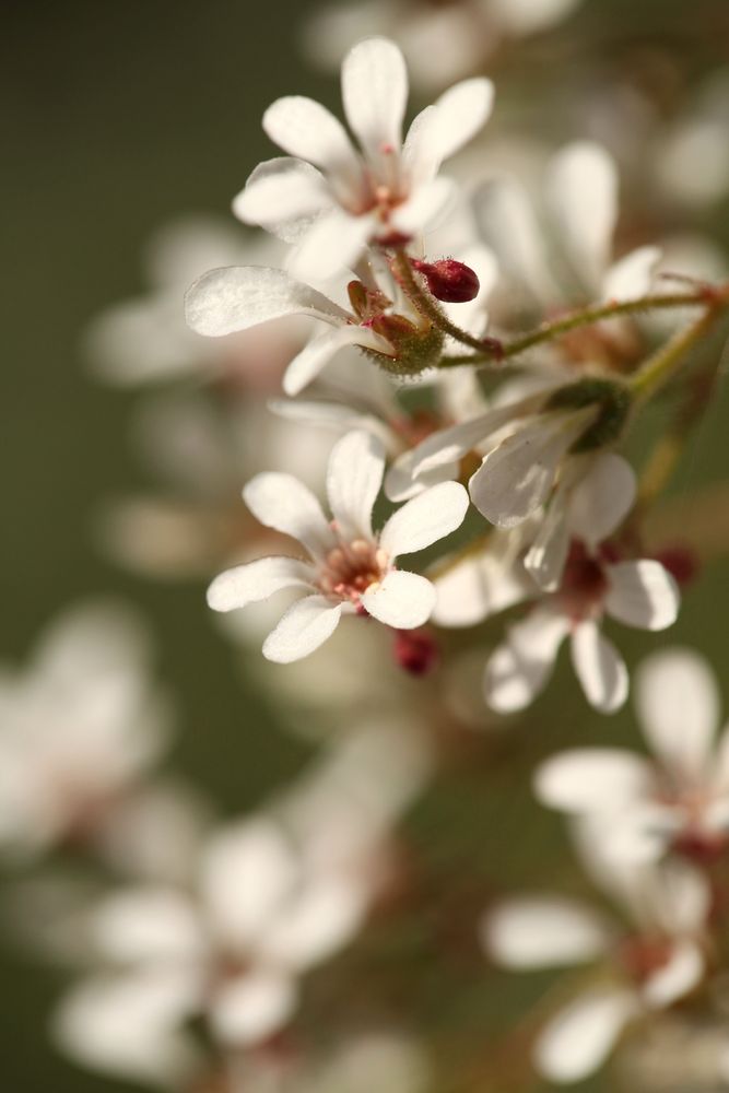 In meines Garten-Königreich...