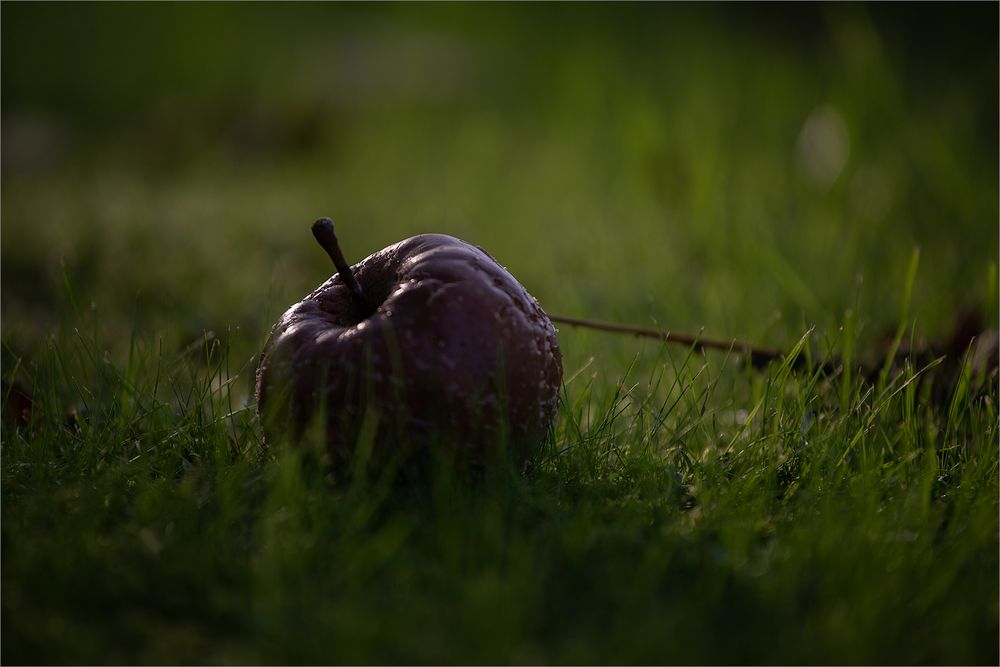 in Melanies Obstgarten