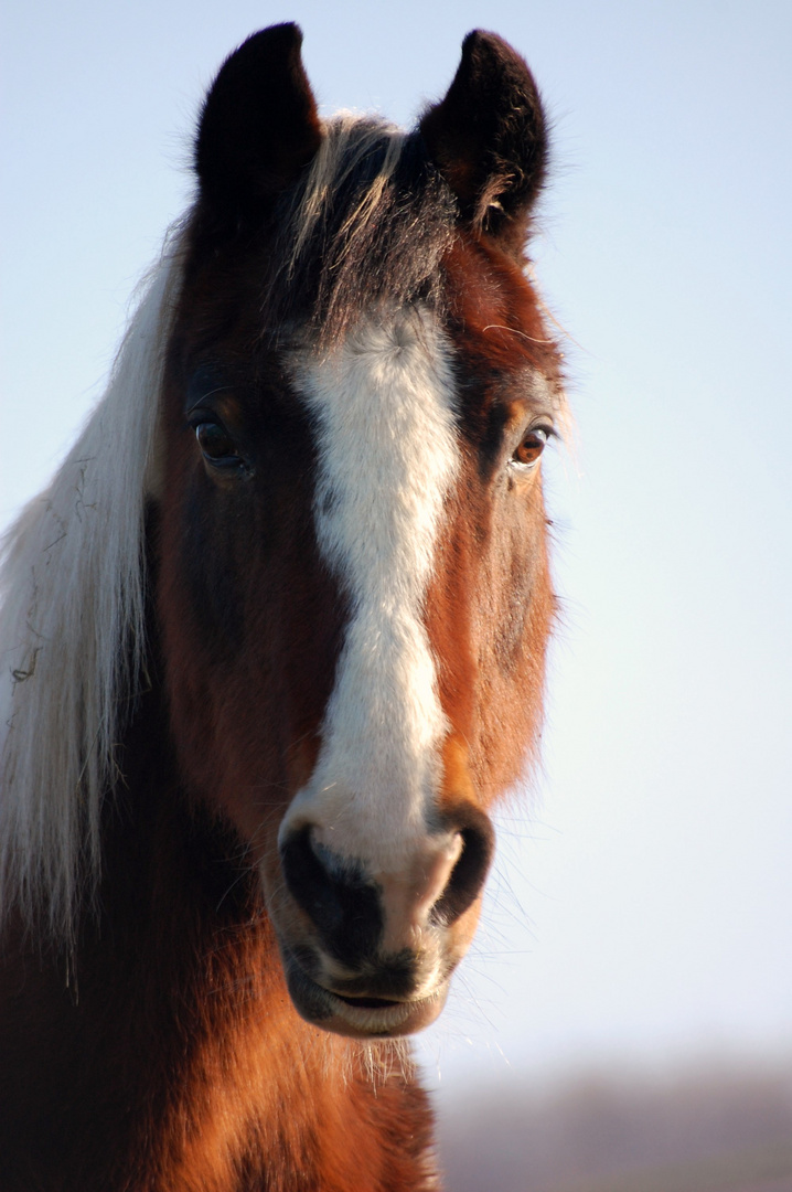 In Memoriam Dakota