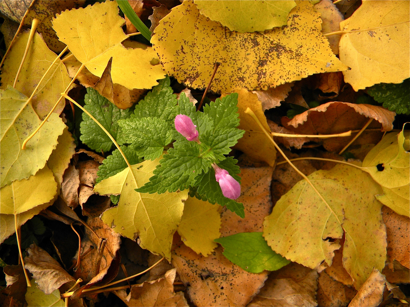 In memoriam Hanns Dieter Hüsch: NIEDERRHEINISCHER HERBST XVII