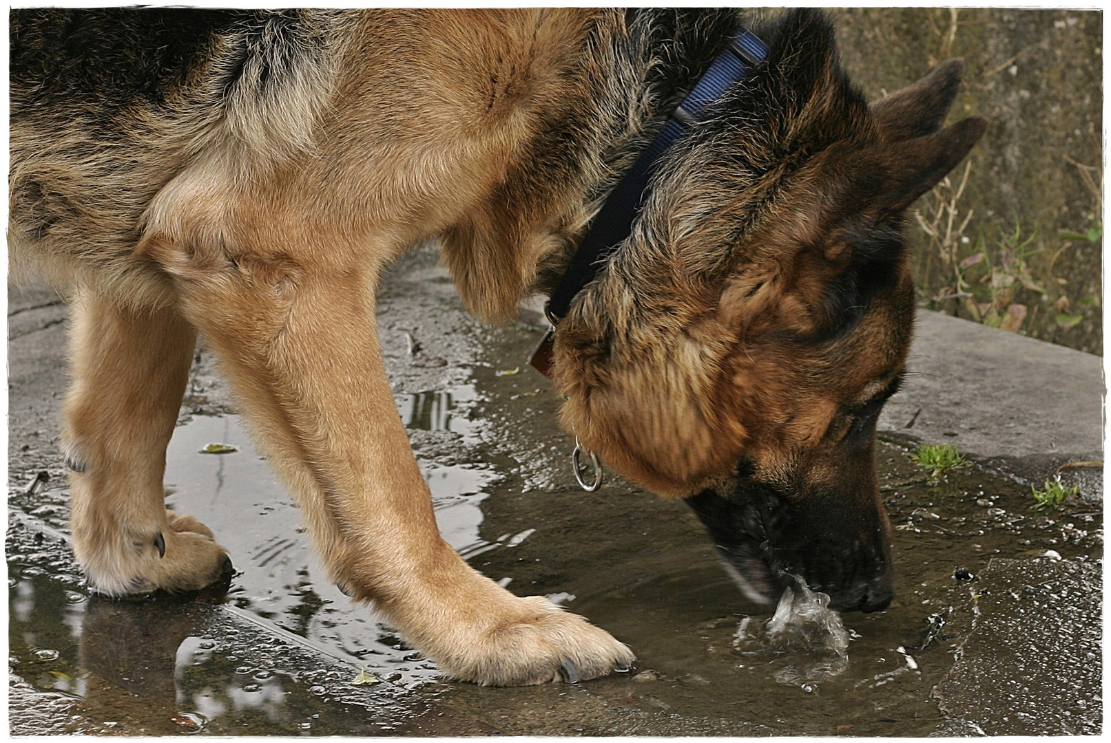 In Memoriam : Pako