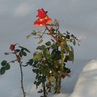 in memory for my loveley rabbit, rose in snow on the grave