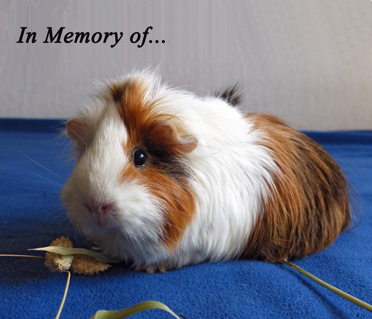 In Memory of meine kleine Miss Little Bit