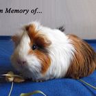 In Memory of meine kleine Miss Little Bit