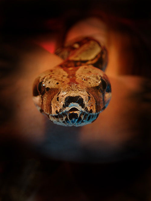 ...in memory of my lovely Boa constrictor constrictor (Rotschwanzboa)...