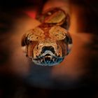 ...in memory of my lovely Boa constrictor constrictor (Rotschwanzboa)...