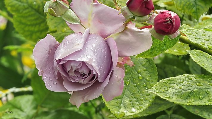 In Memory of Norma Ateca