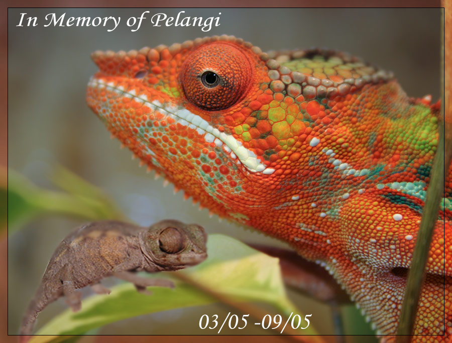 ...In Memory of Pelangi Naga...