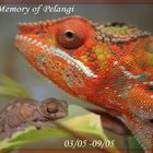 ...In Memory of Pelangi Naga...