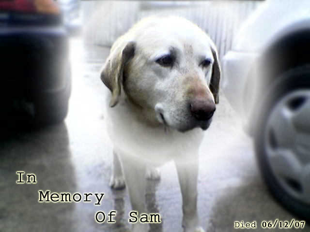 In Memory of Sam