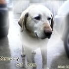 In Memory of Sam