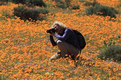 In mezzo ai fiori del Namaqualand