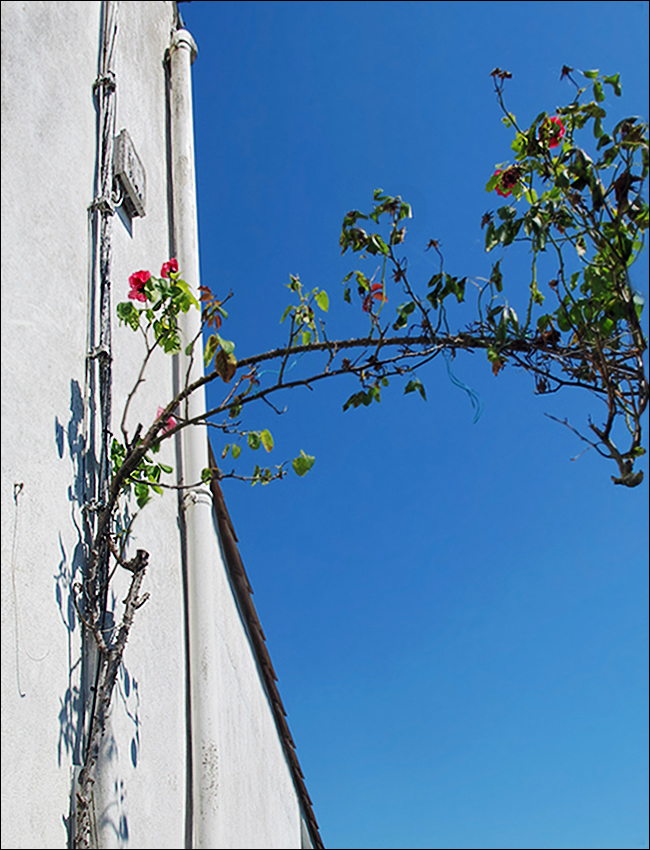 In mir und über mir Foto & Bild pflanzen, pilze & flechten, blüten