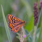 In mitten der Blumenwiese