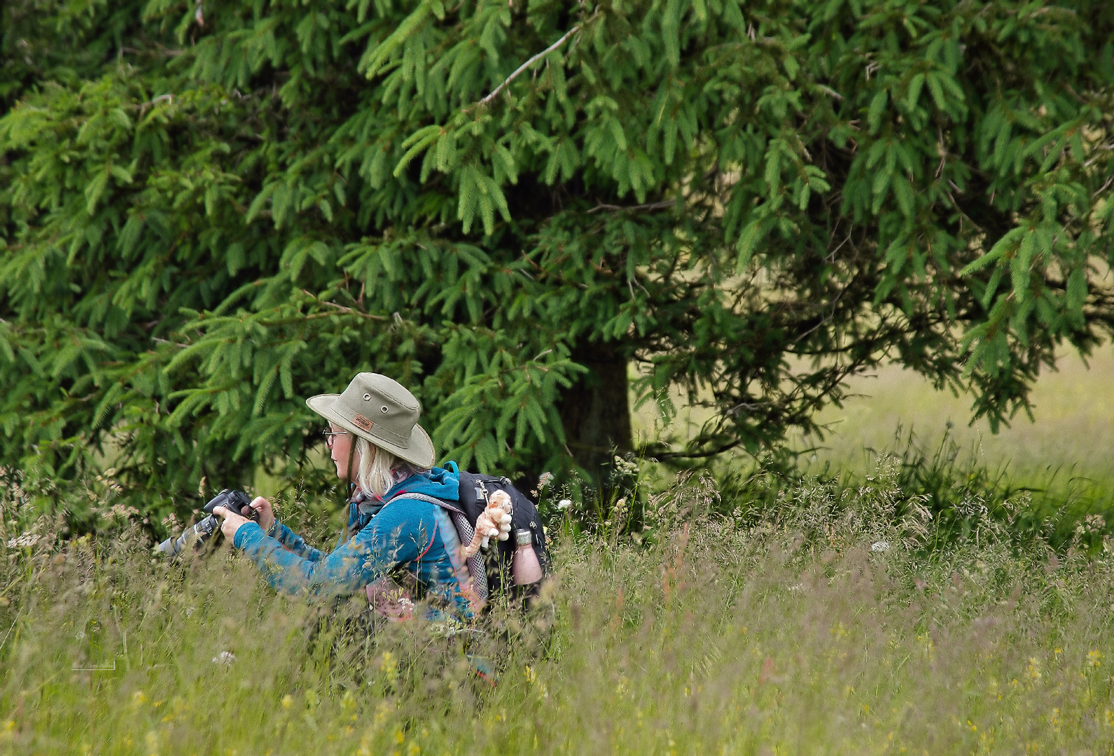 In Mitten der Sommerwiese