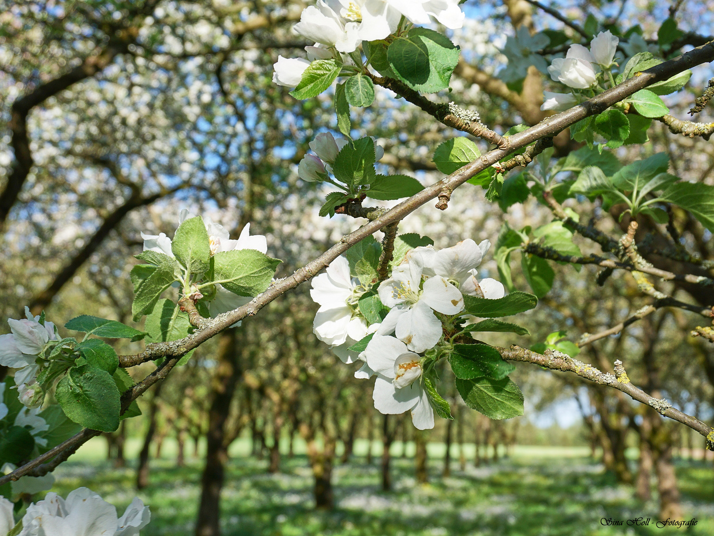 In mitten von Obstbäumen