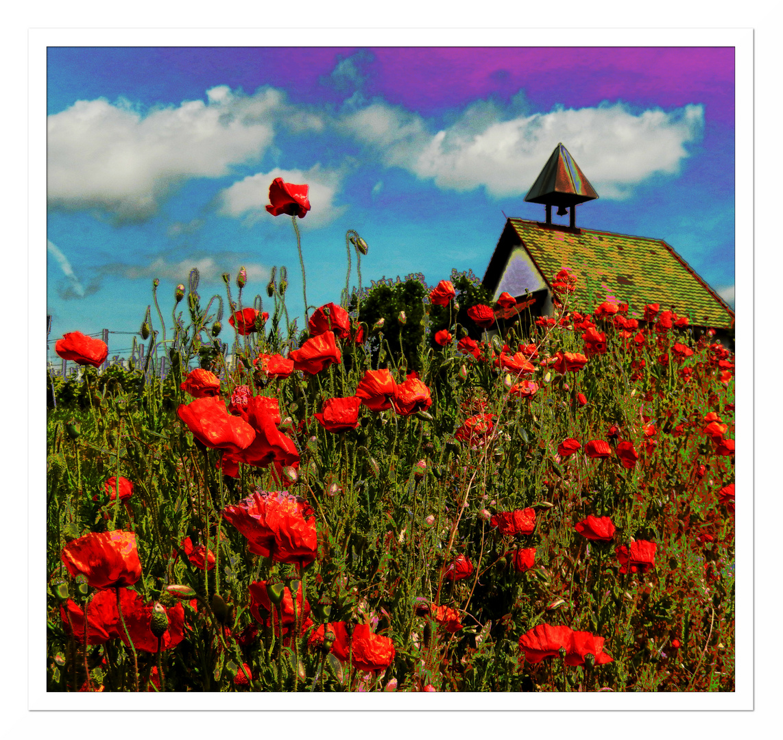 In Mohn verhüllt...