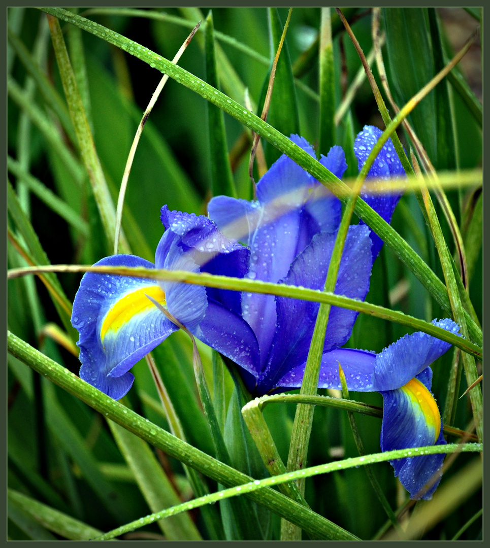 In Monets "Wassergarten"