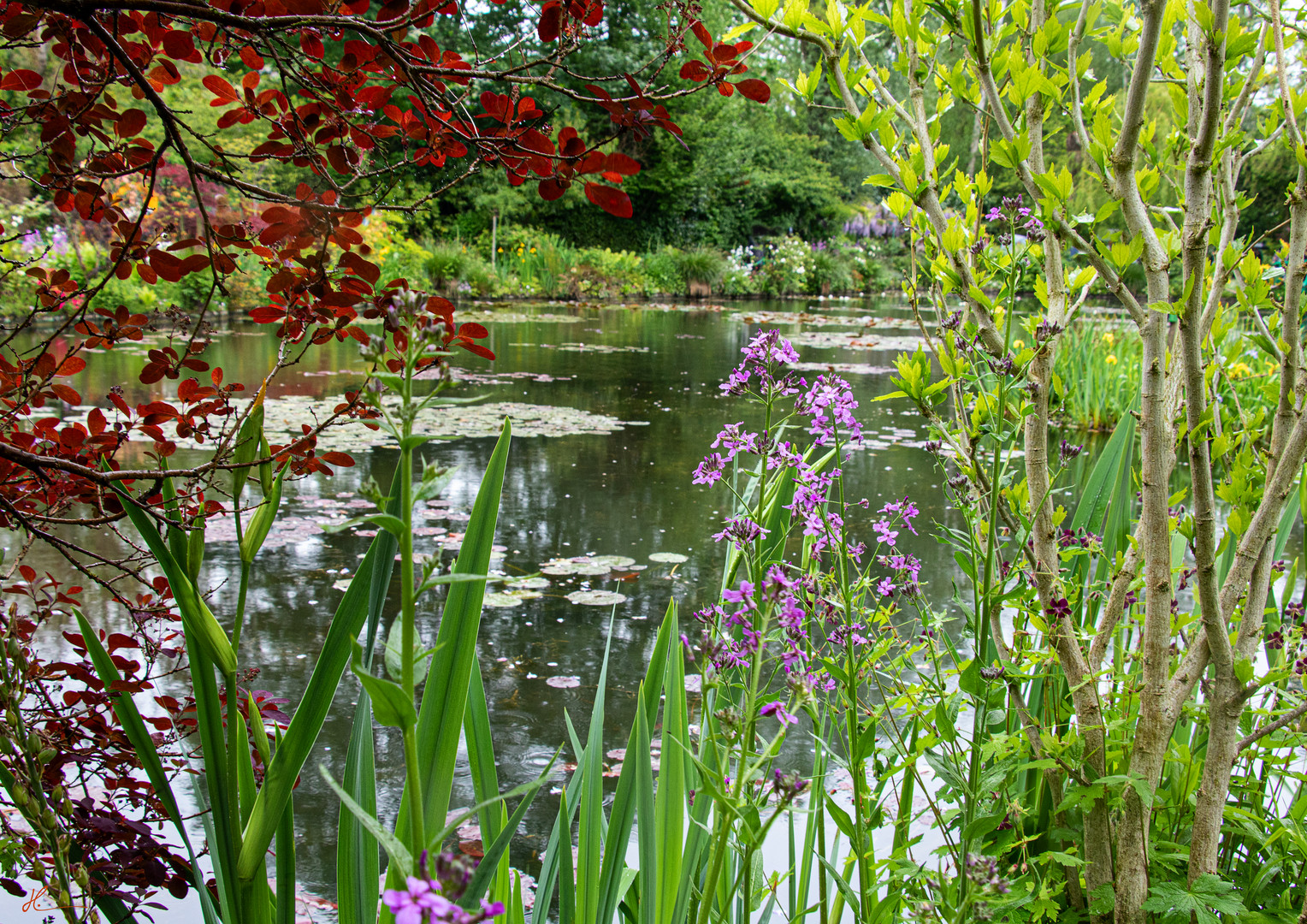 In Monets Wassergarten