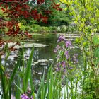 In Monets Wassergarten