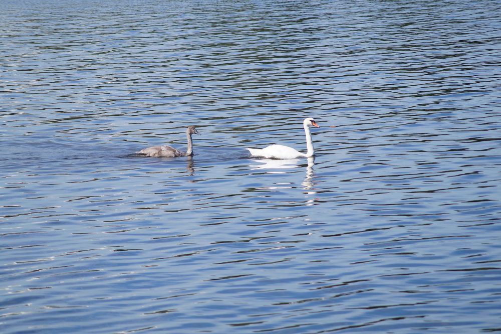 in Mutters Kielwasser