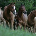 in my dreams i ride wild horses