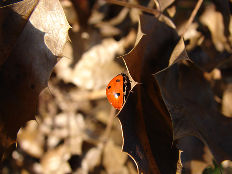 In my garden 01