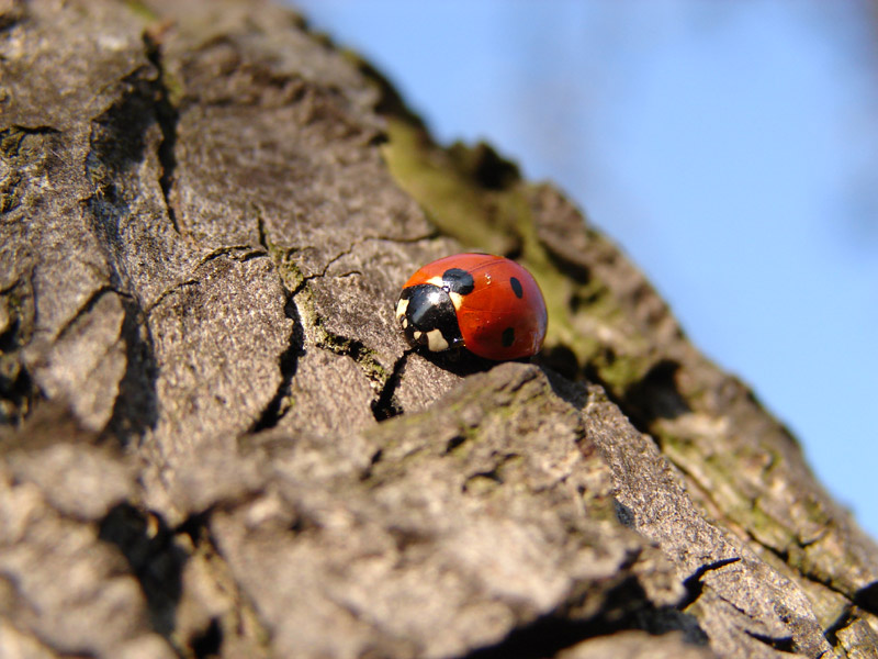 In my garden 02