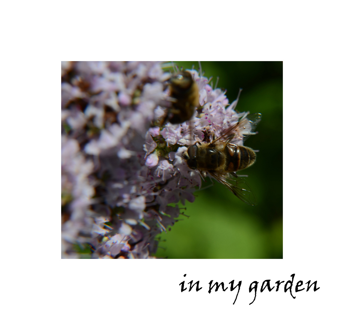 ~*in my garden*~