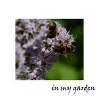 ~*in my garden*~