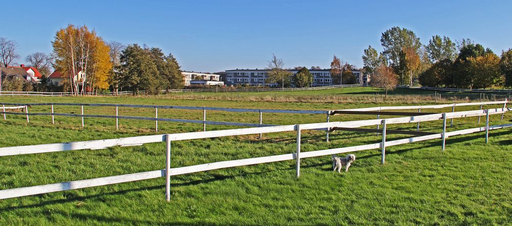 In my neigbourhood...Moa is on the field this lovely Autumnday !