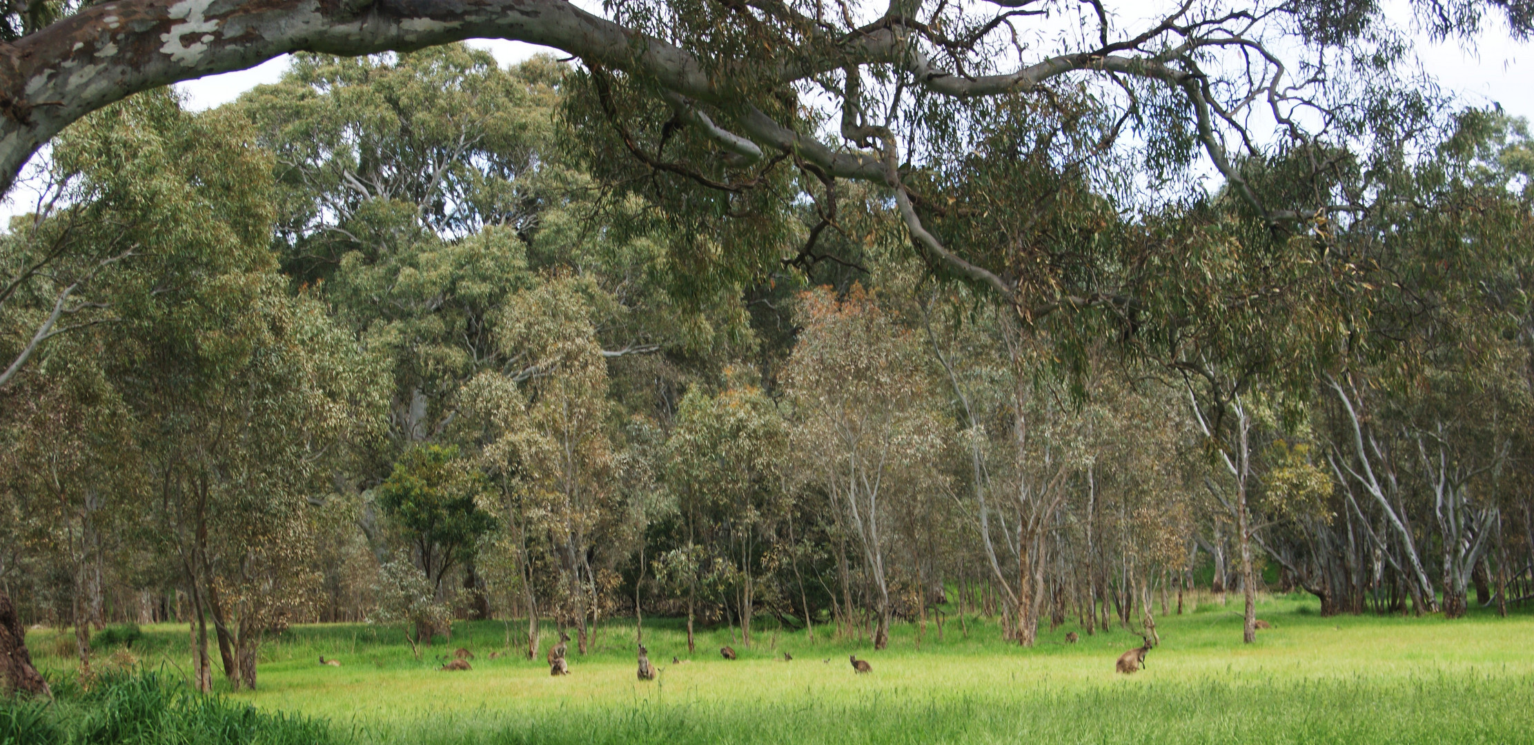 in Myponga