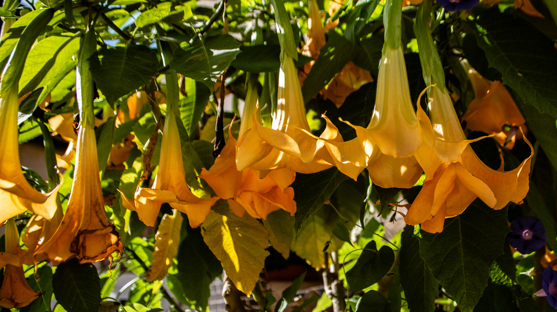 In Nachbarins Garten