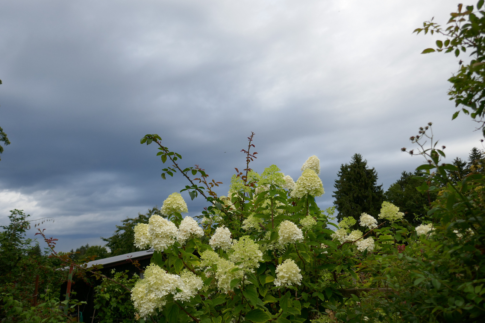 in Nachbarn Garten