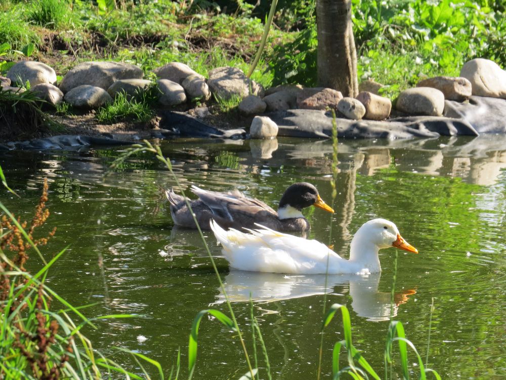 In Nachbars Ententeich Foto & Bild natur, pflanzen, tiere Bilder auf