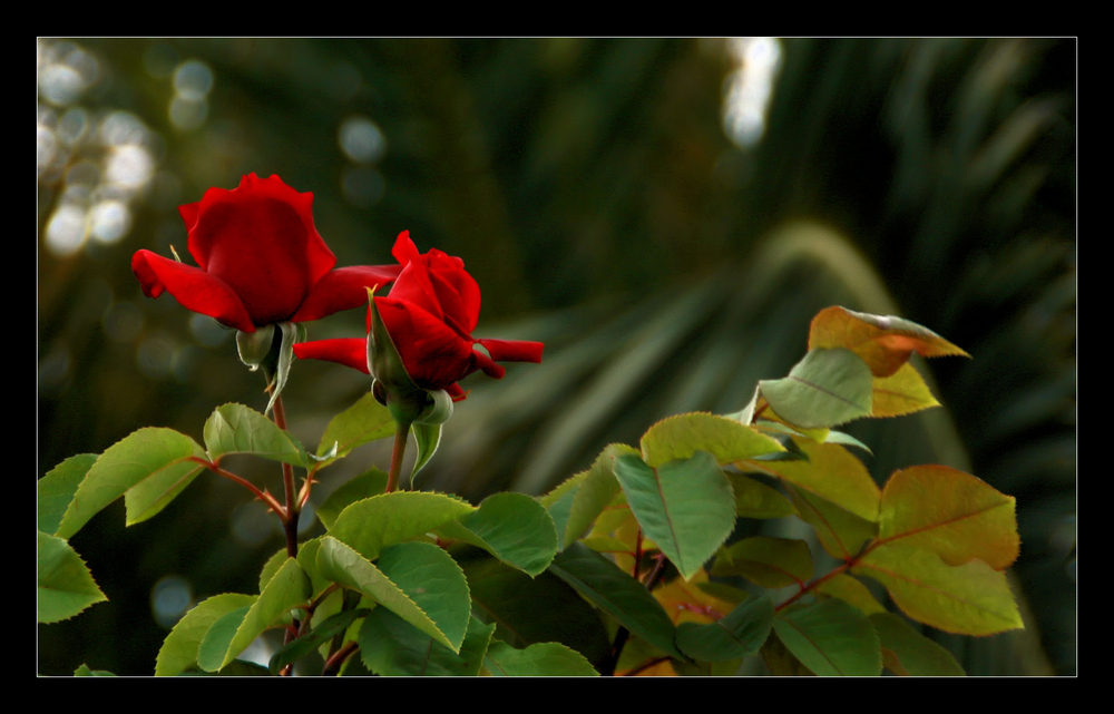 in Nachbars Garten...