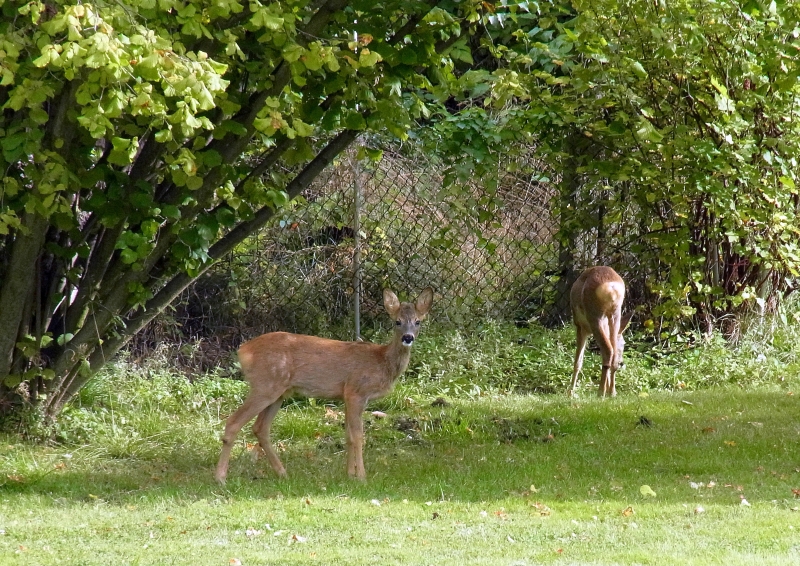 In Nachbars Garten