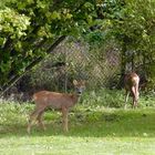 In Nachbars Garten