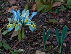 in Nachbars Garten