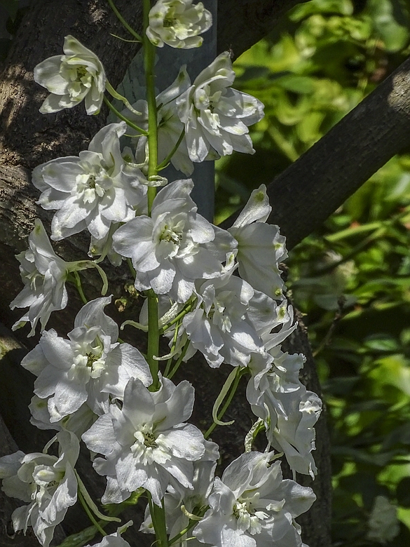 In Nachbars Garten