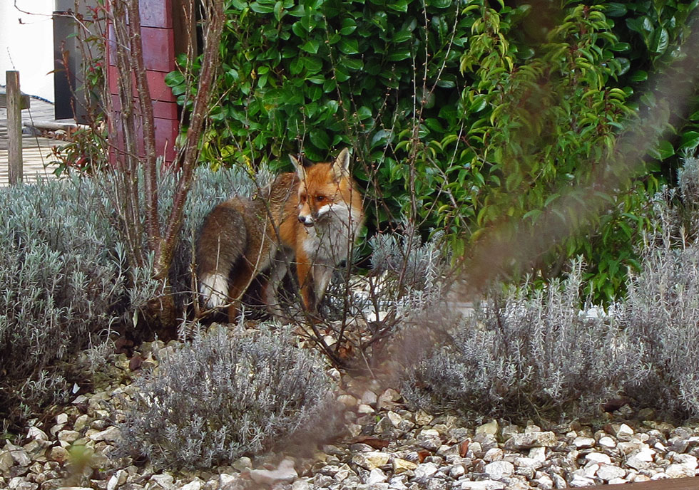 In Nachbars Garten...