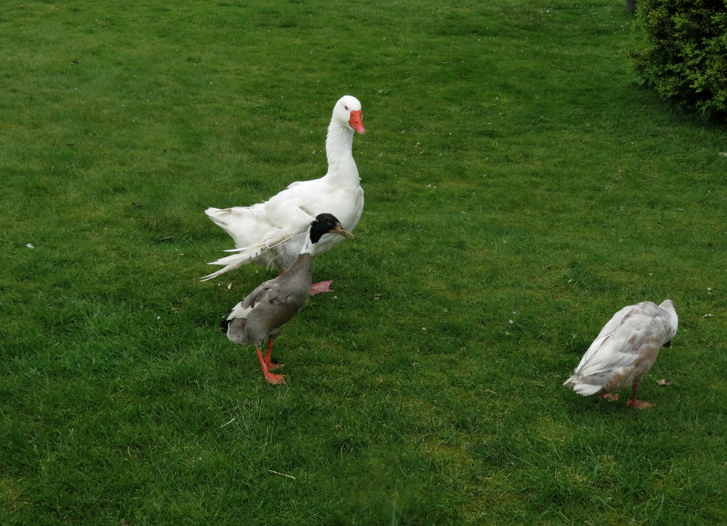 in Nachbars Garten ...