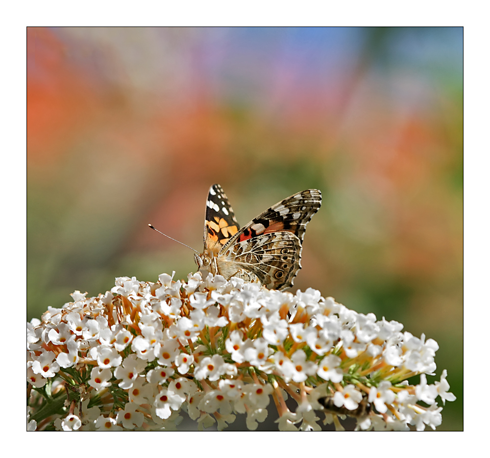 in nachbar`s garten