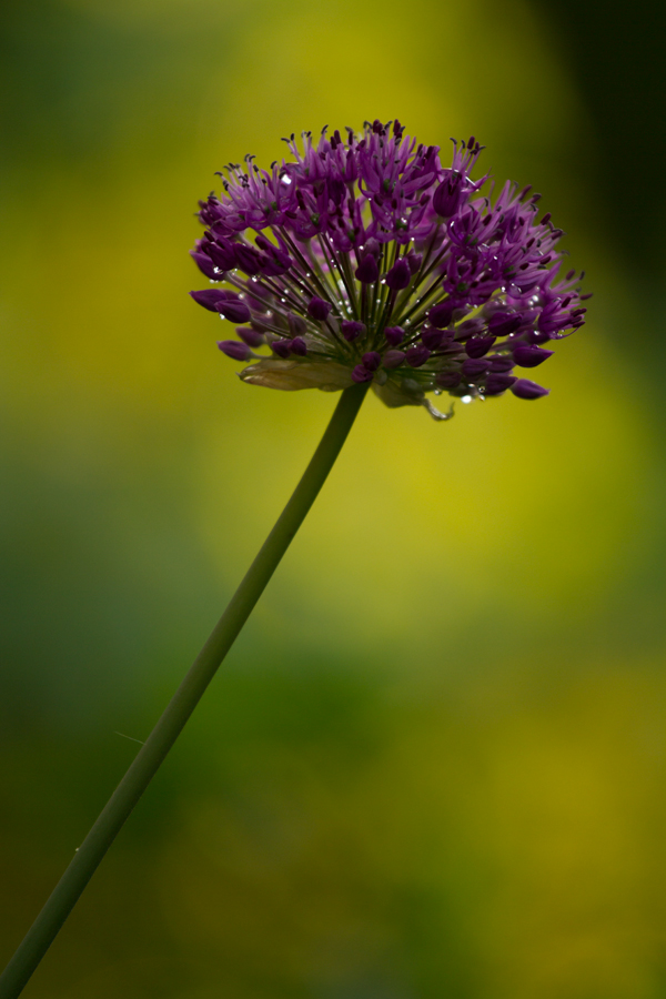 In Nachbars Garten 3