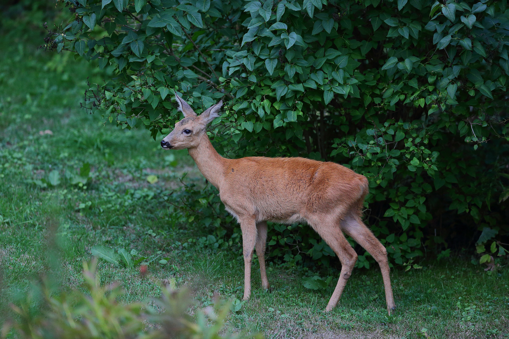 In Nachbars Garten... Foto & Bild | natur, tiere, wildlife ...